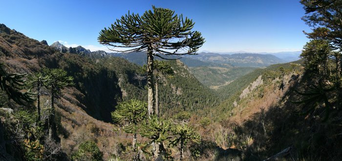 Chili Pucon Parc Huerquehue Araucaria Ekla